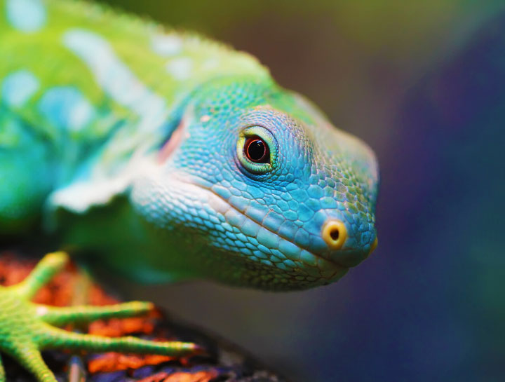 Exotic Animal Care in $city