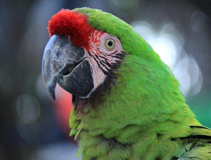 Boarding for Birds & Exotics