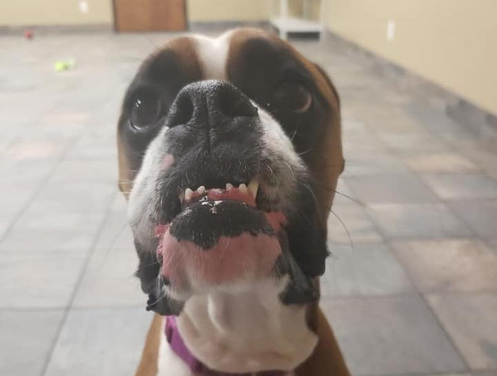 $City Pet Dentists